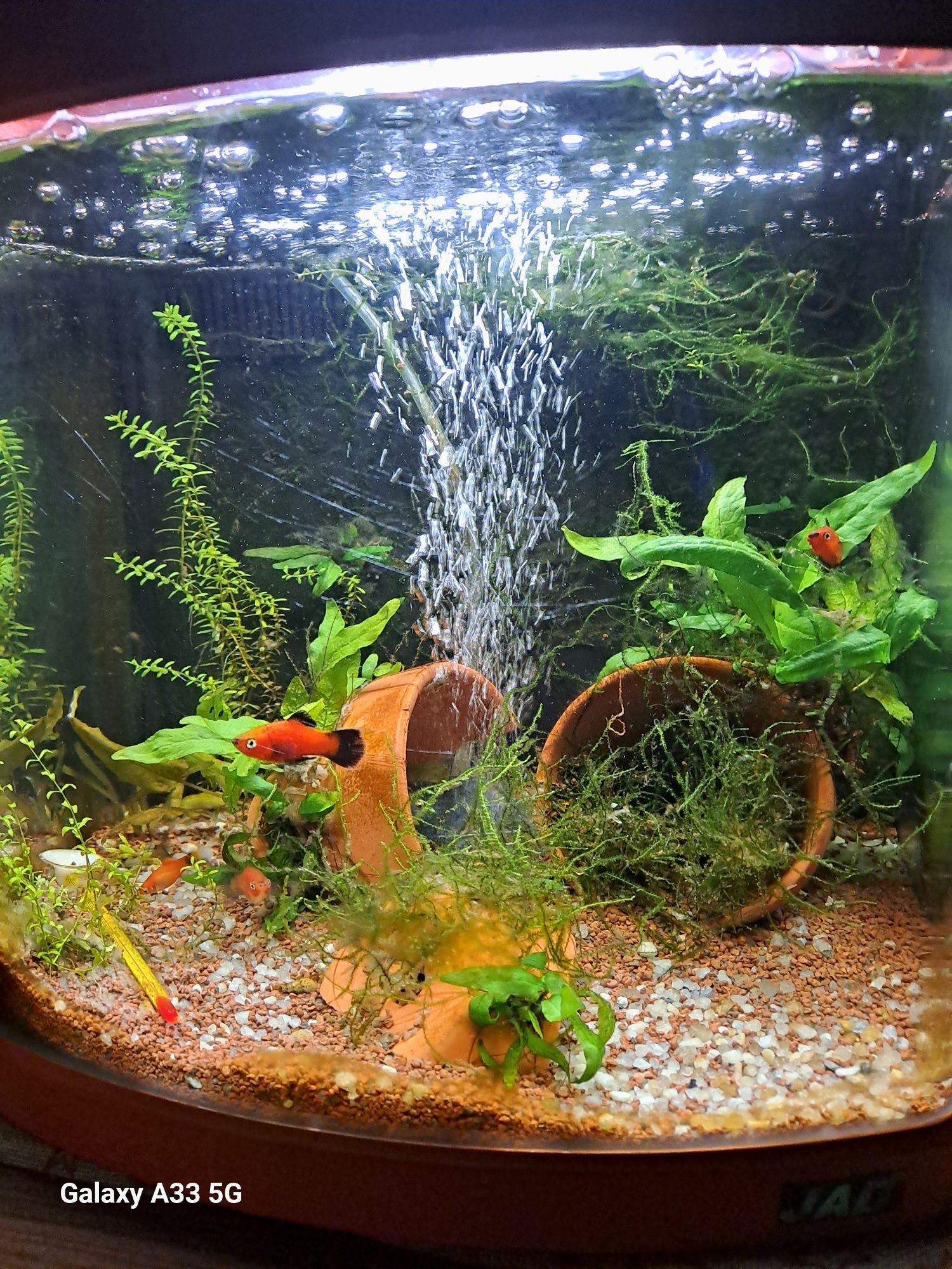 Aquario completo com peixes