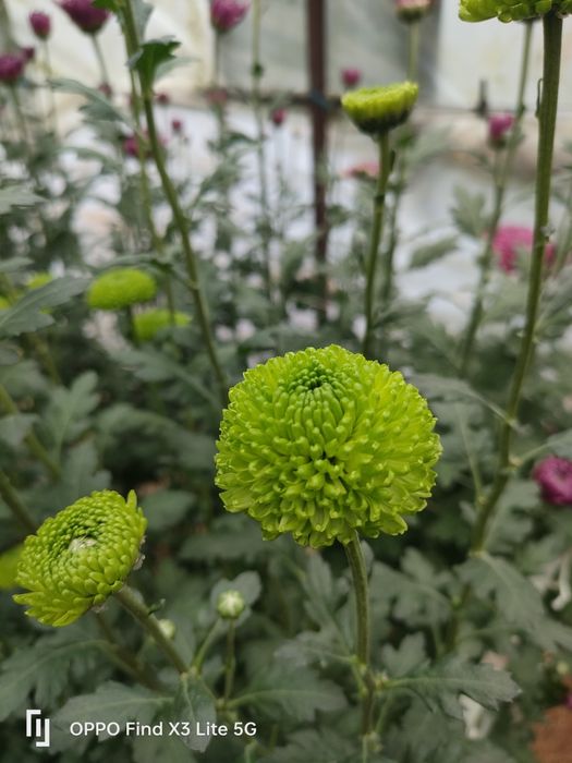 Crisântemo várias qualidades