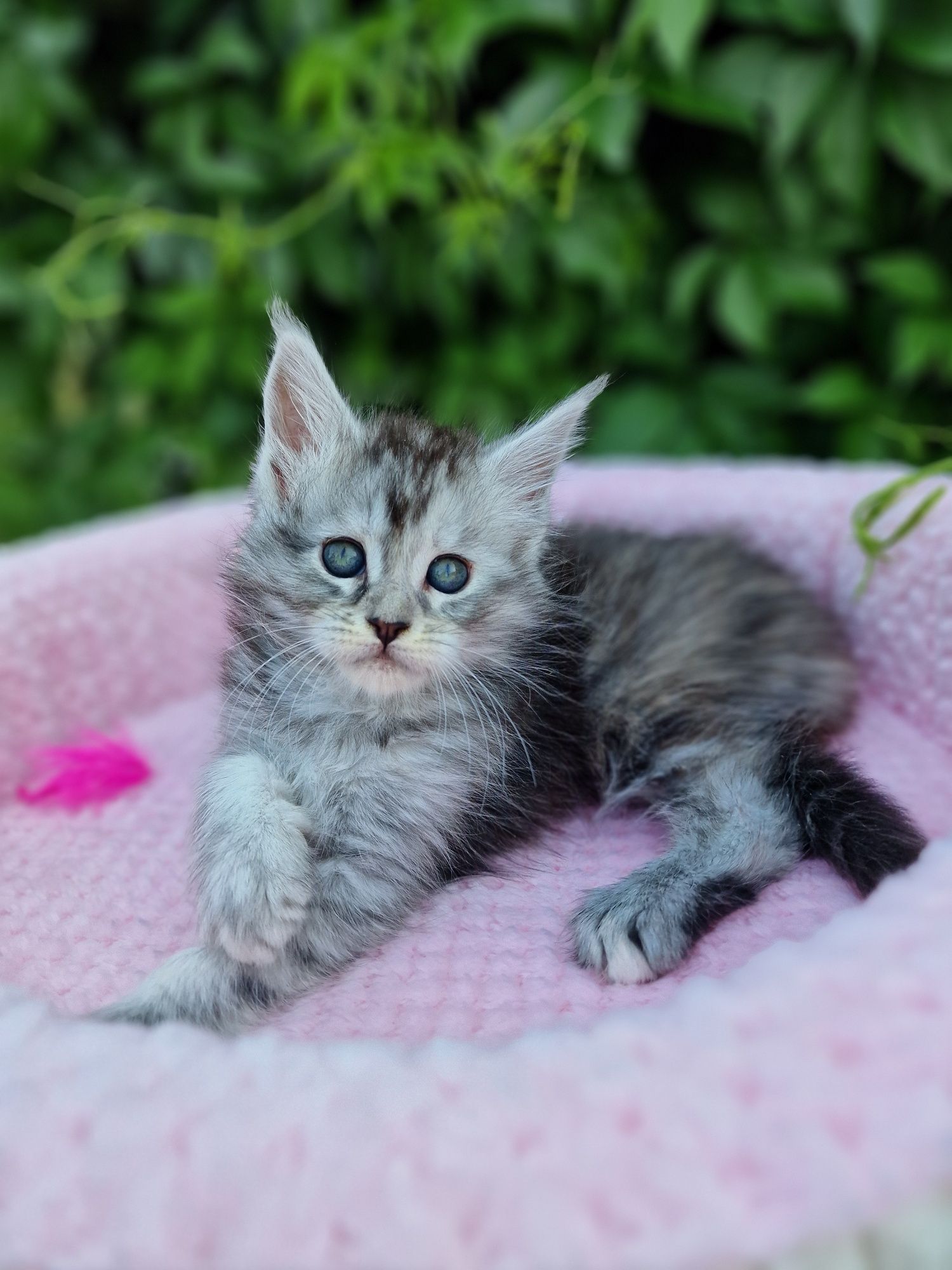 Maine Coon kotka kocieta