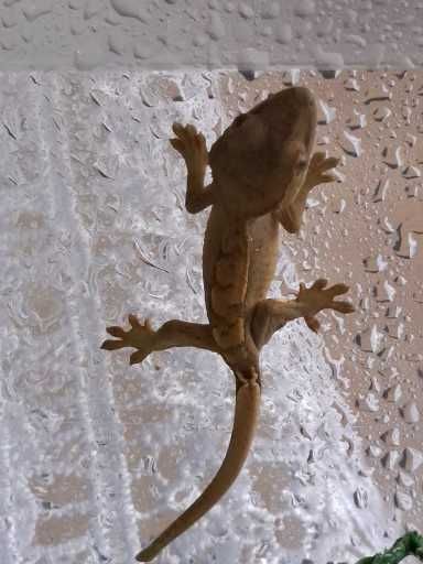 Gekon Orzęsiony Młode