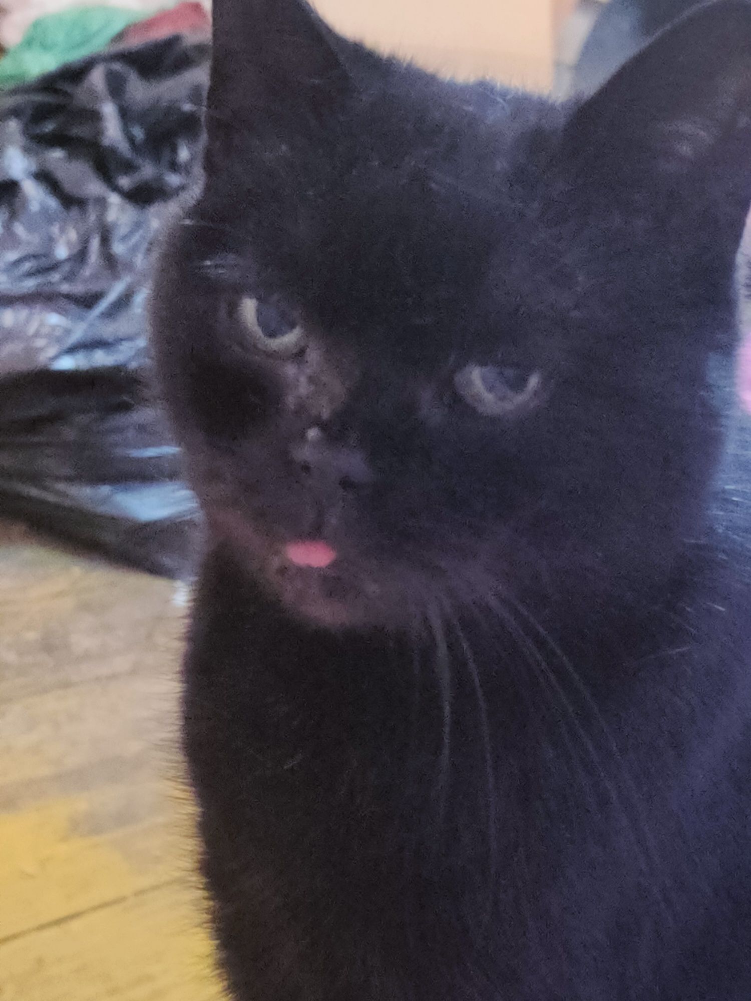 Zaginęła starsza czarna koteczka
