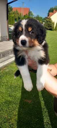 Szczeniak Border collie