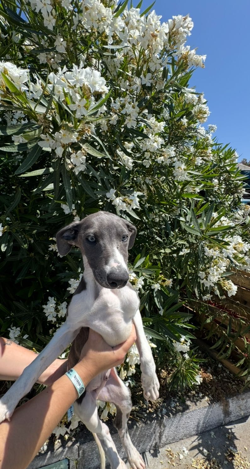 Galguinho Whippet