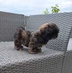 Shih tzu  piesek
