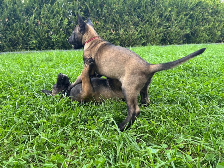 Szczeniak Owczarek Belgijski Malinois FCI
