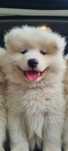 Samoyed  samojed