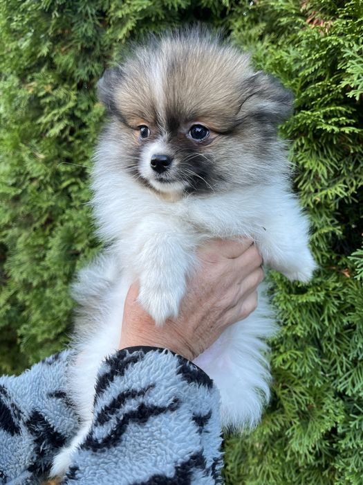 Szpic Pomeranian - Biuti