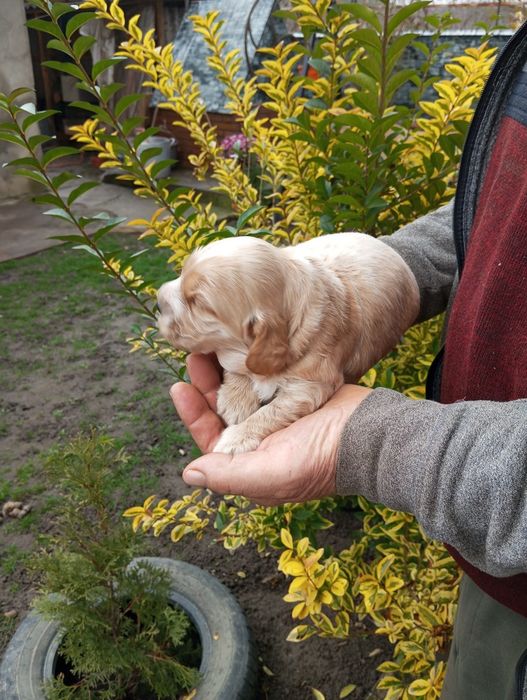 Англійський кокер Спаніель