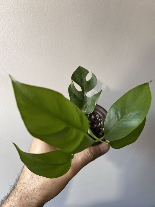 Monstera Minima / Tetrasperma Mint variegata