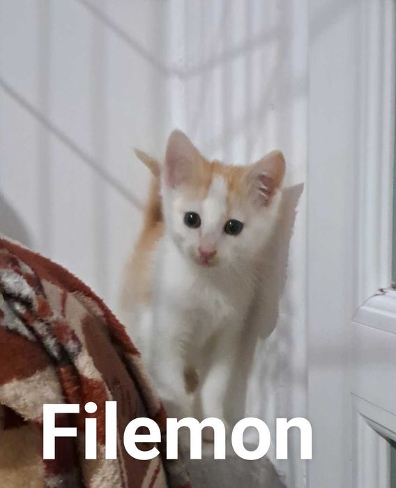 Kociaki szukaja nowego domku