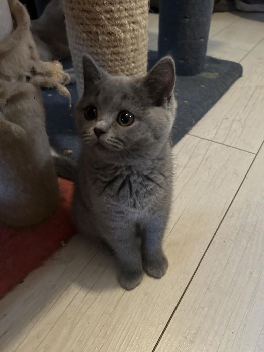 Kotka Brytyjska niebieska, Rodowodów 5 pokoleniowy.