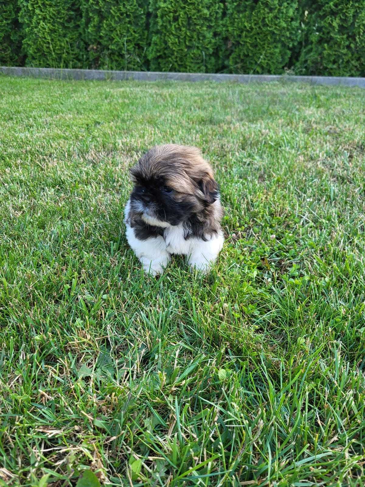 Szczeniak Shih-tzu piesek