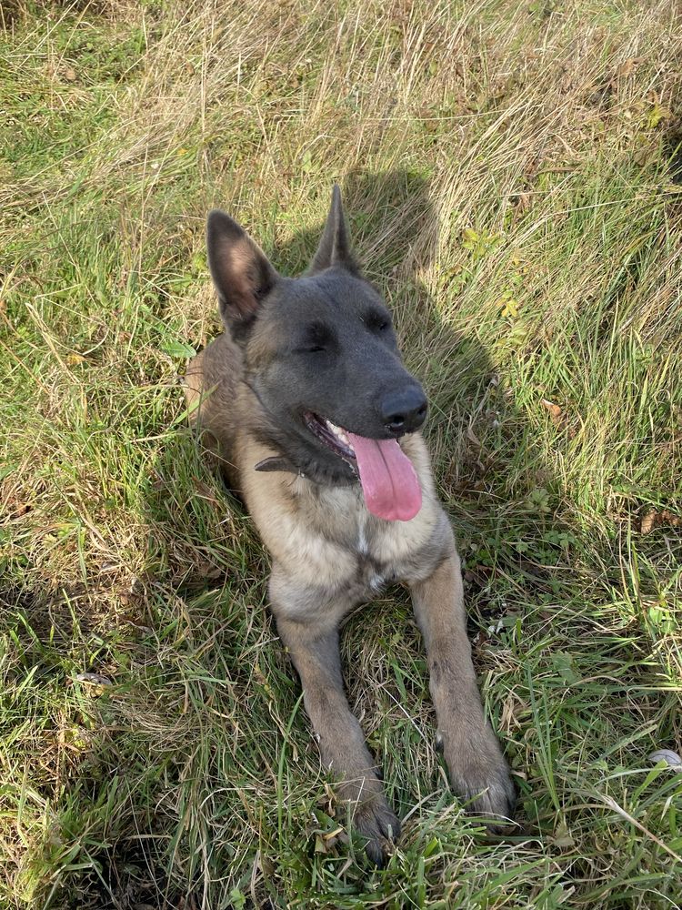 Owczarek belgijski malinois