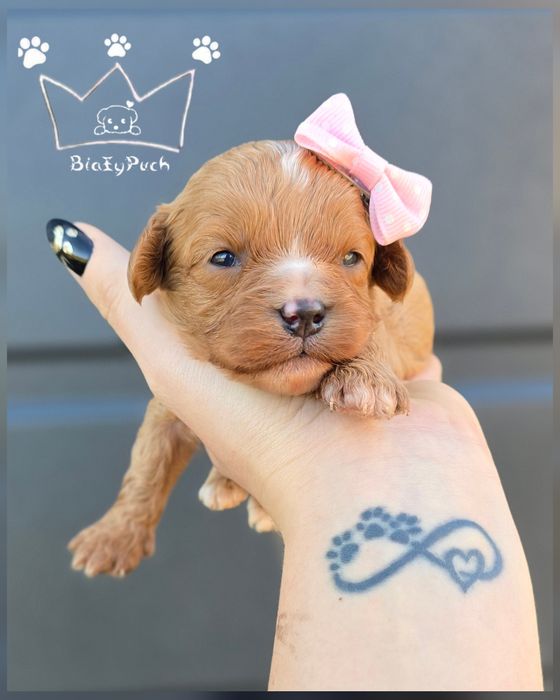 OSTATNIA suczka cavapoo mini cavadoodle red toy badania paszport wypra