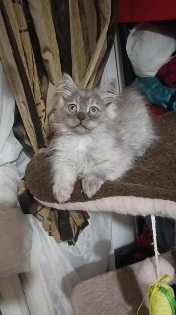 Котик 3 мес сибиряк