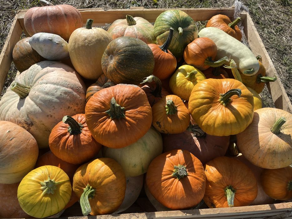 Warzywa z własnej uprawy ziemniaki, buraki, marchew, dynie