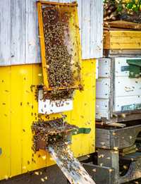 Продам бджолосім'ї