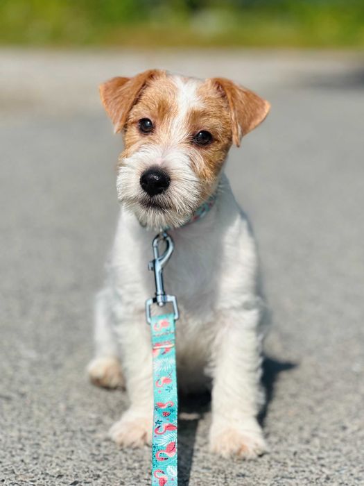 piesek Jack Russell terrier ZKWP/FCI szorstkowłosy