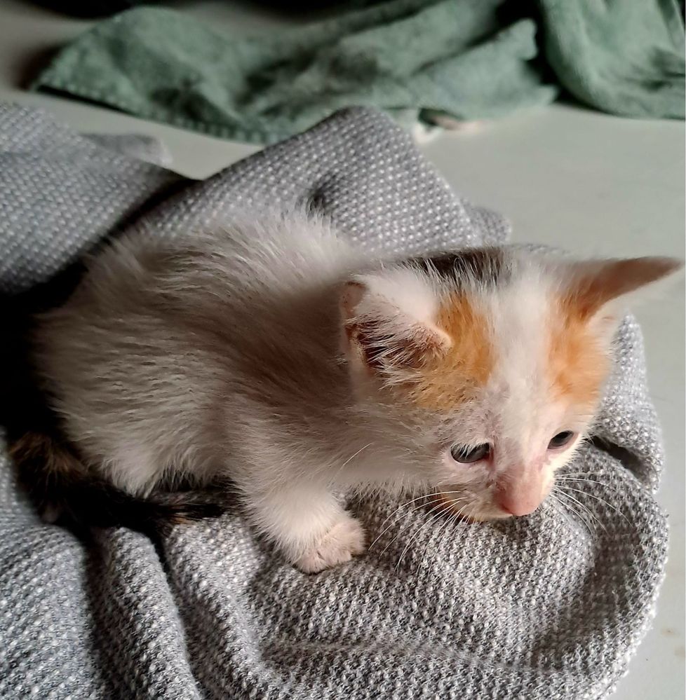 Dá se gatinha muito meiguinha