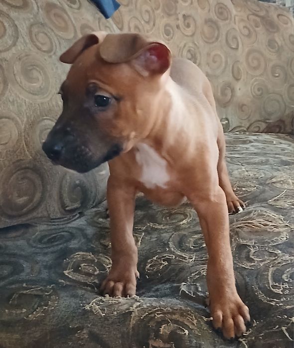 Чистокровні цуценята Пітбуля