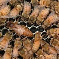 Пчеломатки CORDOVAN
Плодные