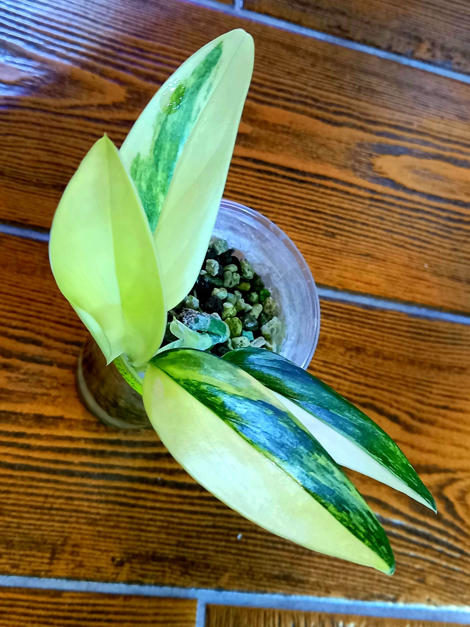 Monstera Standleyana Yellow Variegata