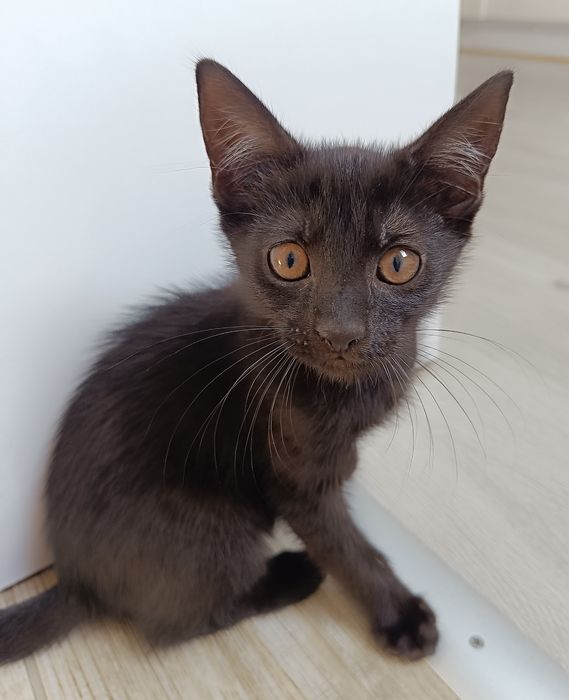 Do oddania czarny kocurek