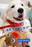 Piękny piesek Golden Retriever  do odbioru RODZICE w hodowli