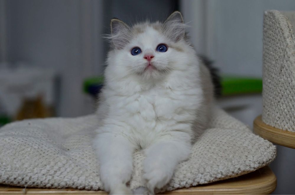 Kotka ragdoll rodowód FPL