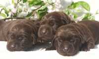 Labrador retriever -czekoladowy piesek
