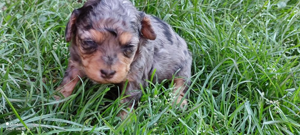 Suczka pudel miniaturowy merle tricolor z metryką