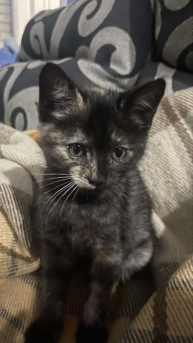 Кошенята, котики