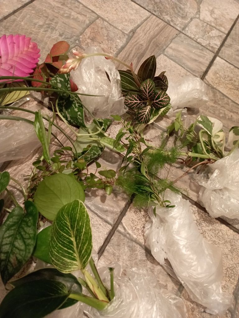Duży zestaw roalin do terarrium vivarium itp.