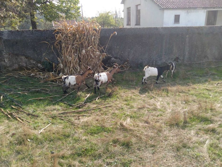 Vendo cabras anas