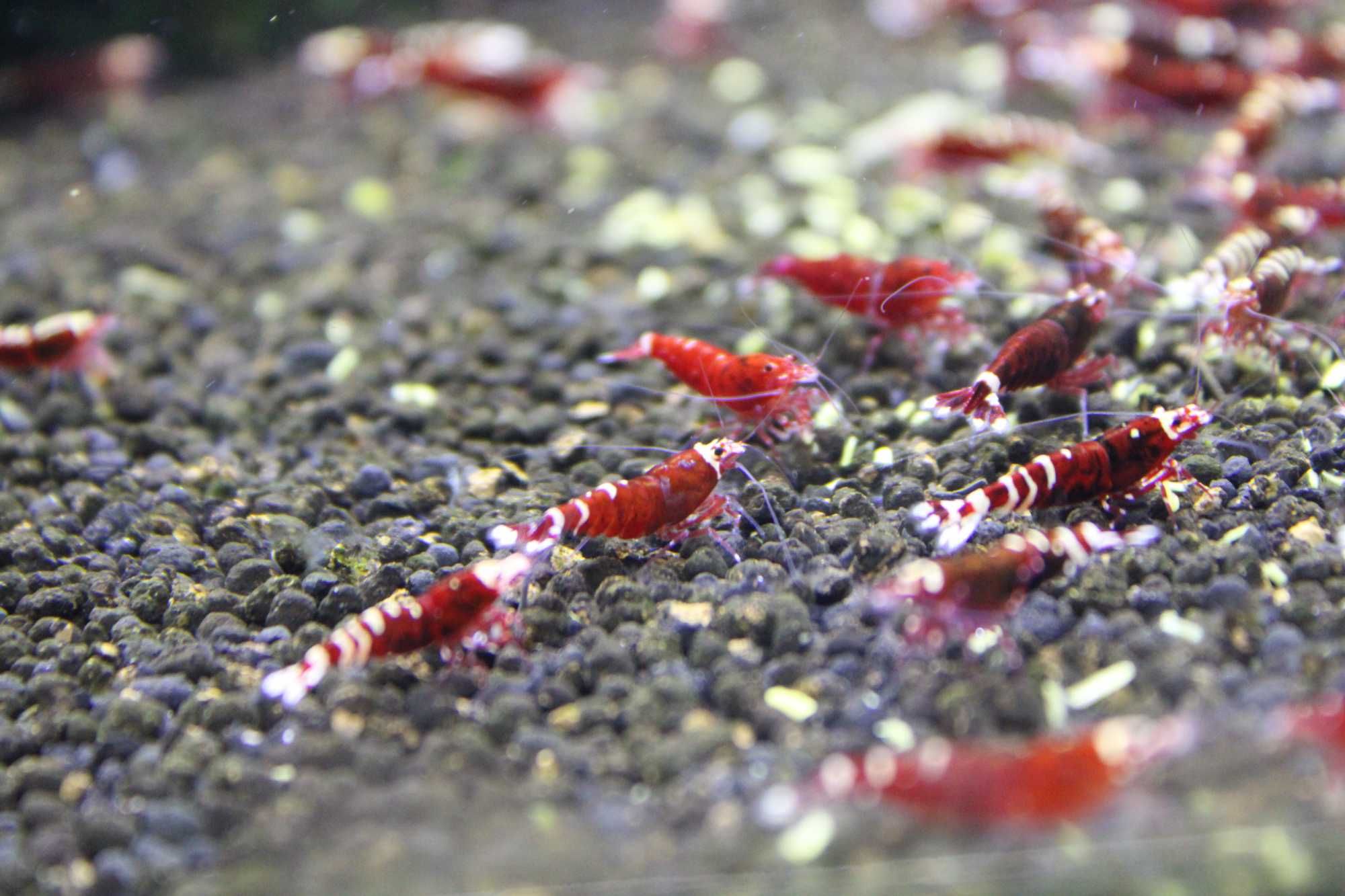Krewetki czerwone (Tajwan Red)