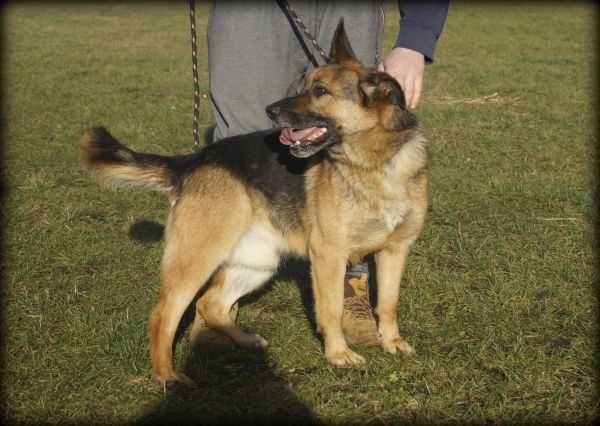 Rysiu - energiczny psiak szuka nowego domku