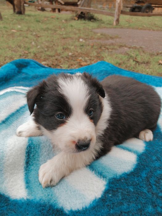 szczeniak border collie