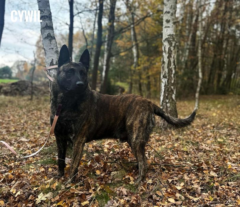 Duży owczarek holenderski 4 letni Cywil, adopcja za darmo oddam