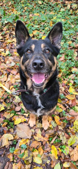 Muniek prawie owczarek niemiecki do dopcji