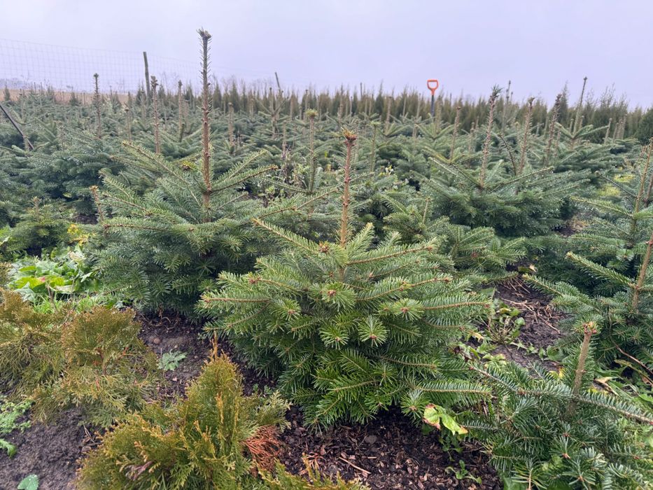 CHOINKI jodły kaukaskie 50zl