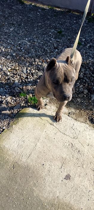 сука стафордши́ра мала щенкі́в кому цікаво розпродаэмо суки і елі́тног