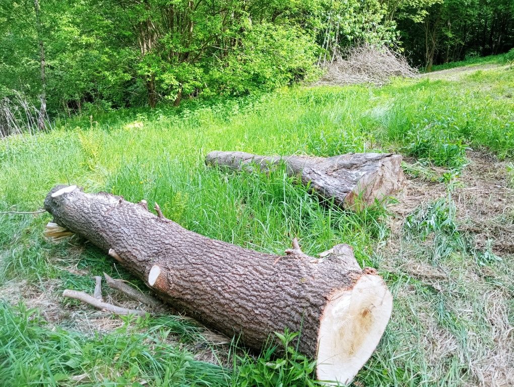 Sprzedam drzewo na opał