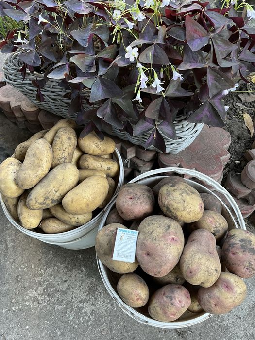 Продам картоплю Чевона шапочка