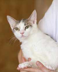 Котенок Круз 7 мес, серо-белый котеночек в поисках дома