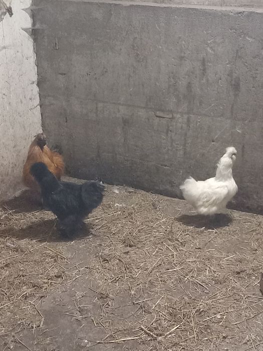 Trio de sedosas do Japão