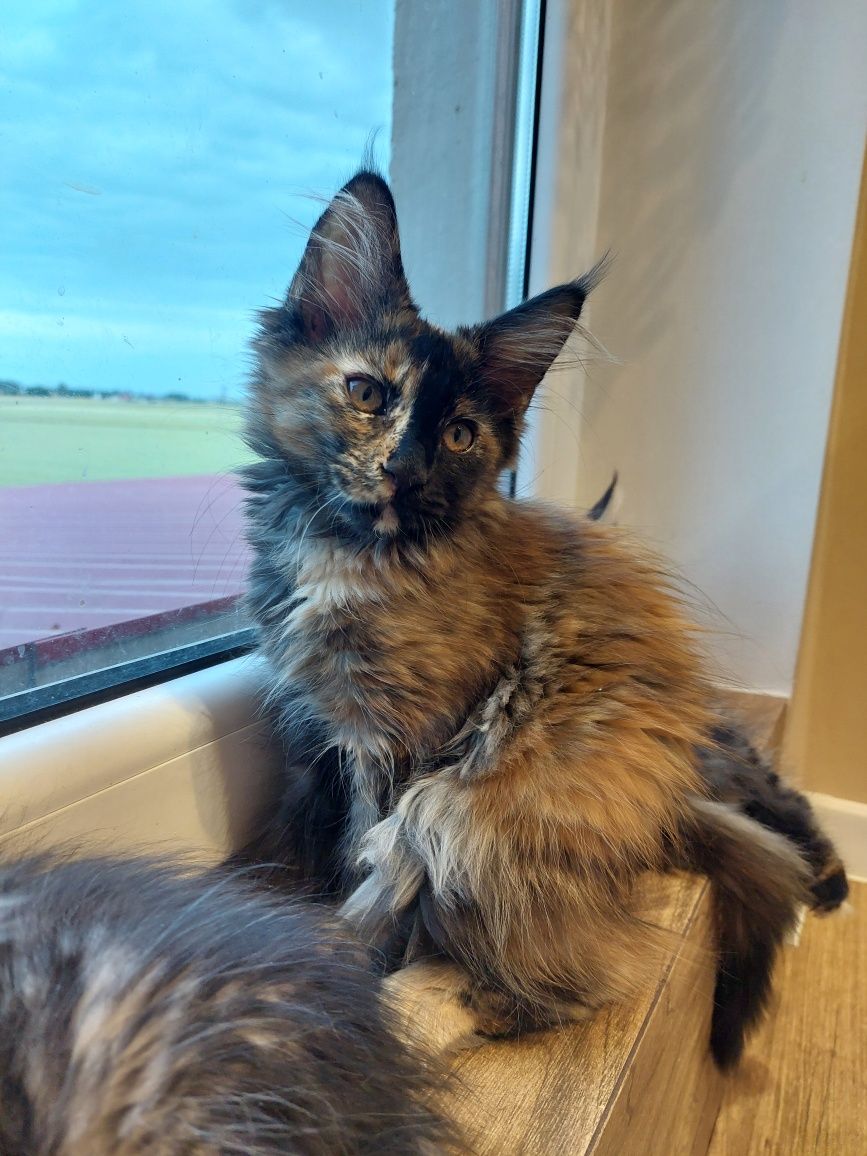 Gotowa do odbioru Kotka Maine Coon z rodowodem FPL