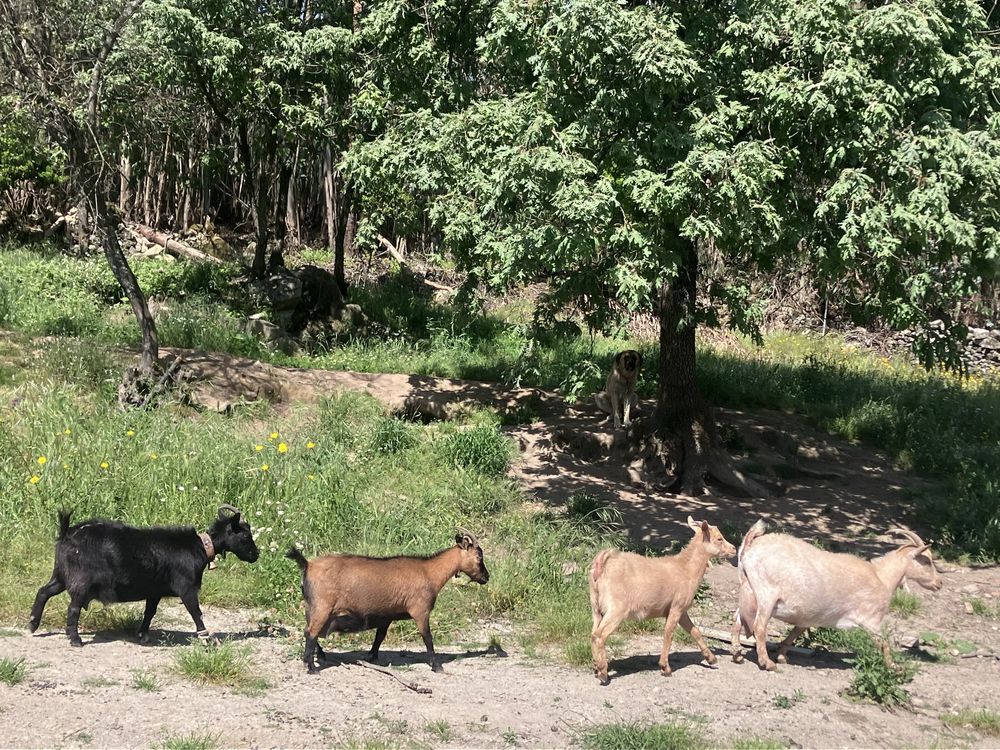 Vendo 4 cabras anãs prenhas