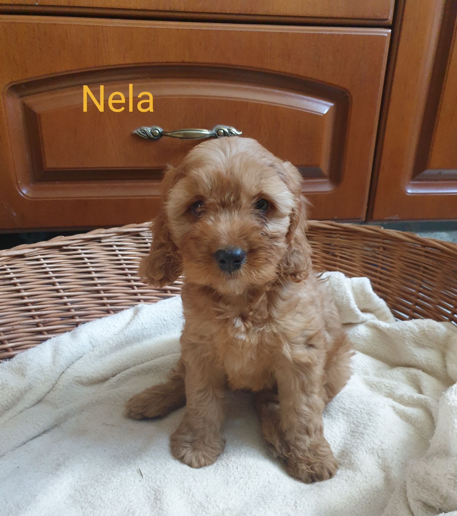 Cockapoo. Dziewczynka Nela. Cocker spaniel Angielski/ Pudel miniaturow