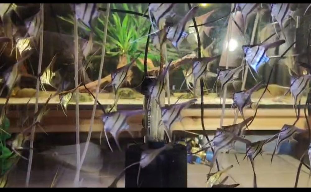 MISIEKZOO Pielęgnice - Skalary Santa Isabel