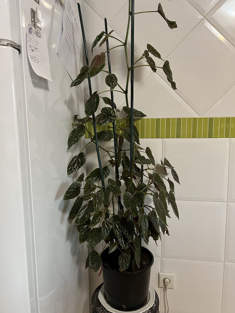 Vendo planta d interior